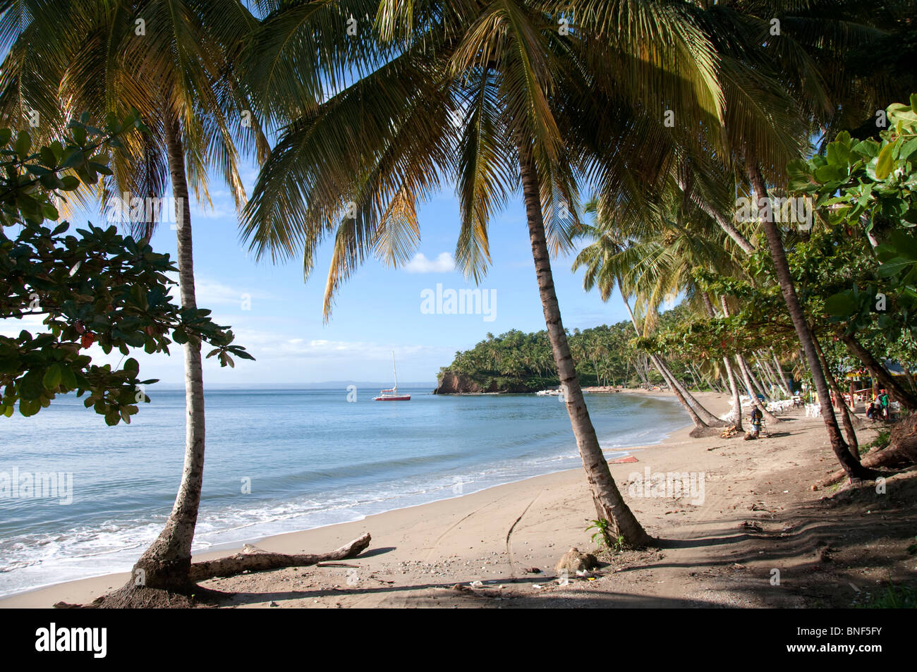 Samana Palm trees on the beach, Samana, Samana Province, Dominican Republic ...