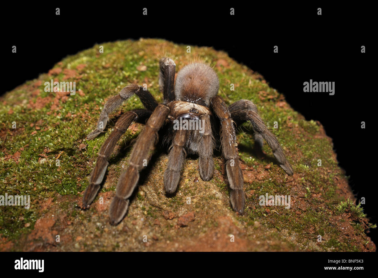 TARANTULA  hairy, large spiders belonging to family Theraphosidae venomous. Amboli Maharashtra INDIA Stock Photo
