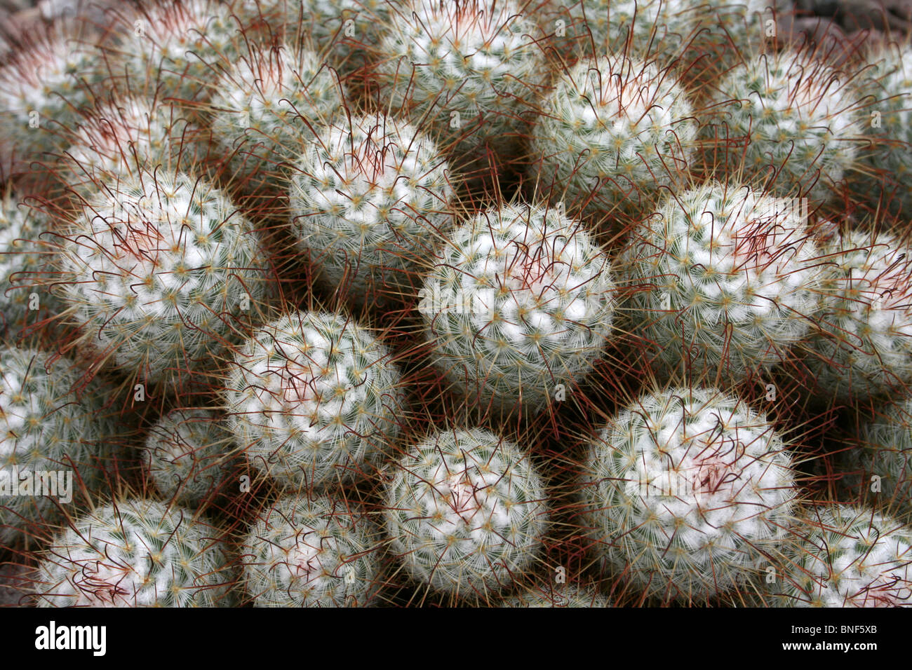Close Up Of Cactus Taken At Ness Botanical Gardens, Wirral, UK Stock Photo