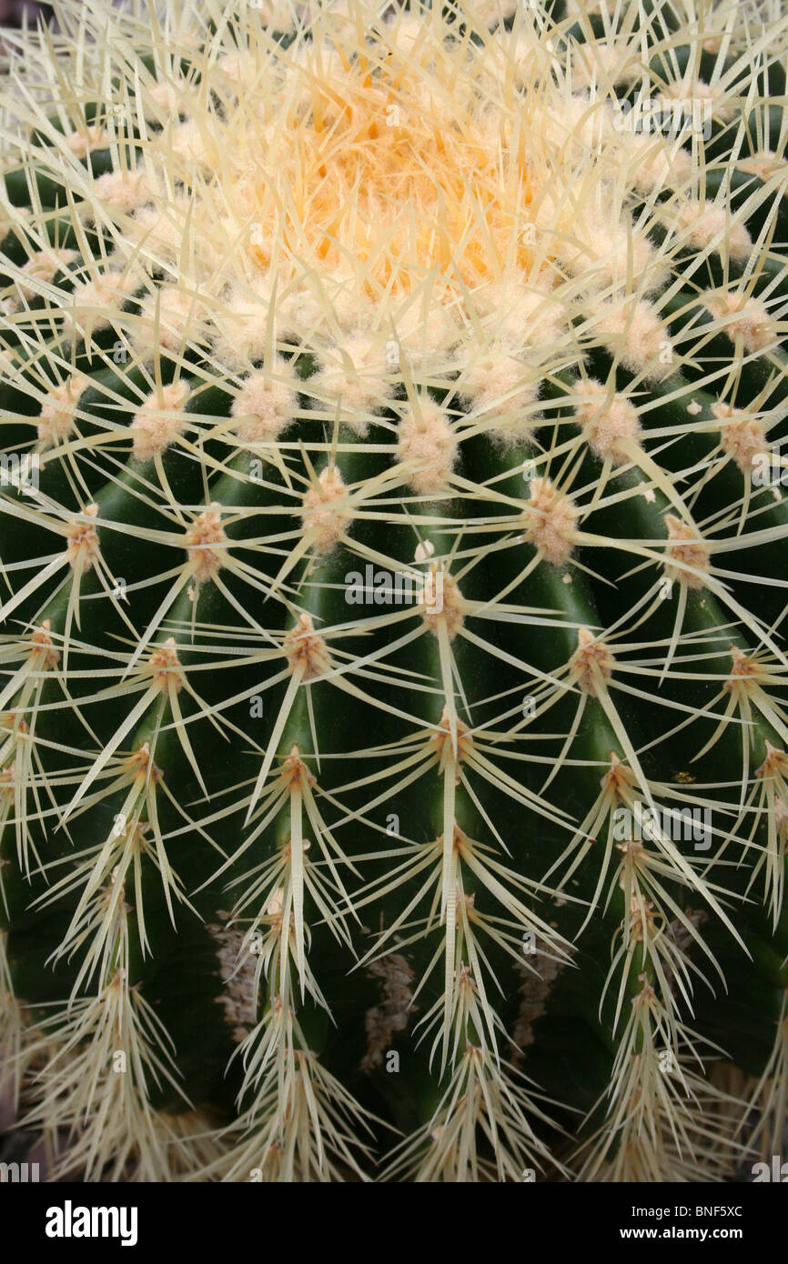 Close Up Of A Barrel Cactus Spines Taken At Ness Botanical Gardens, Wirral, UK Stock Photo