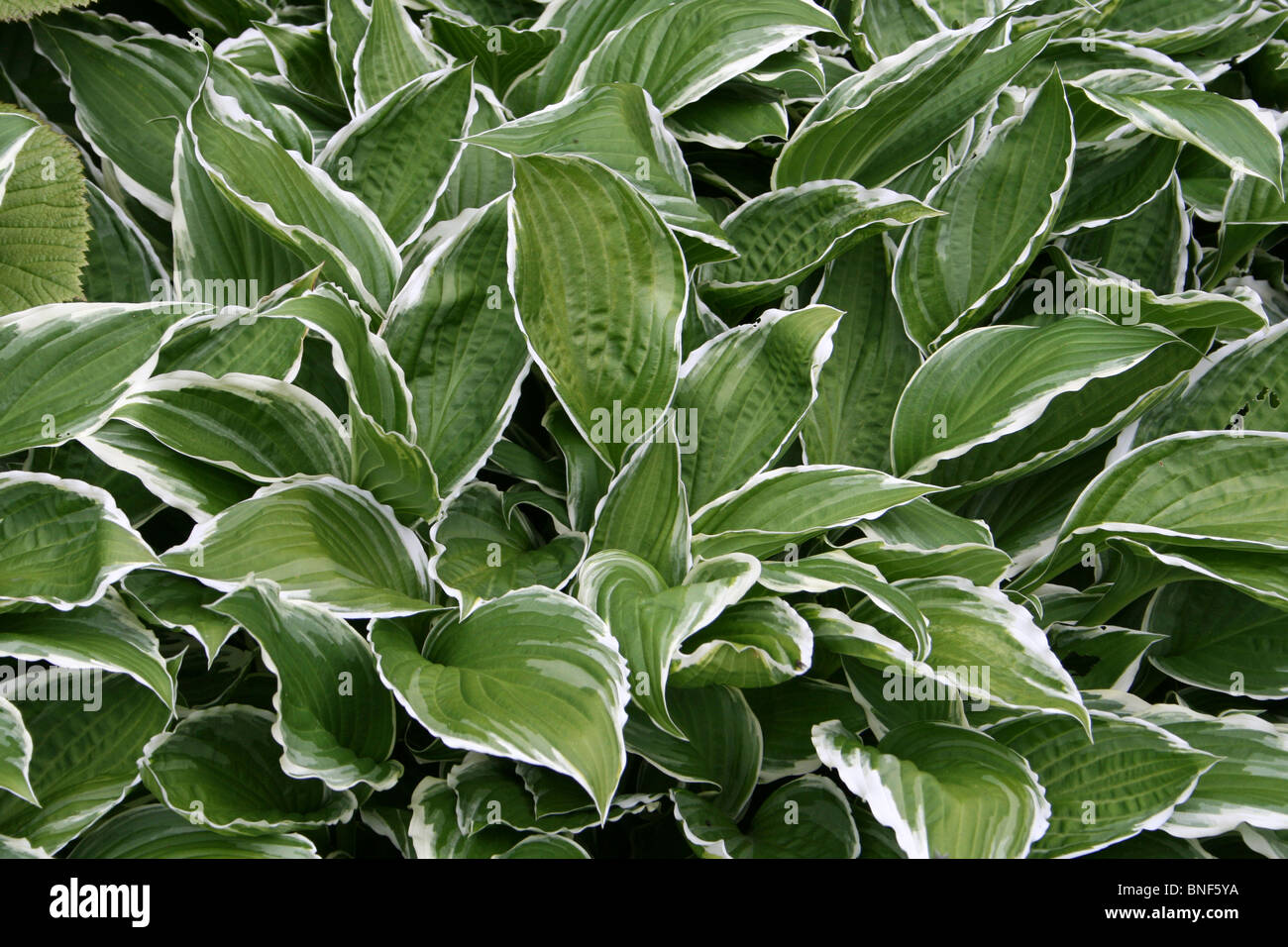 Variegated Hosta Leaves Taken At Ness Botanical Gardens, Wirral, UK Stock Photo