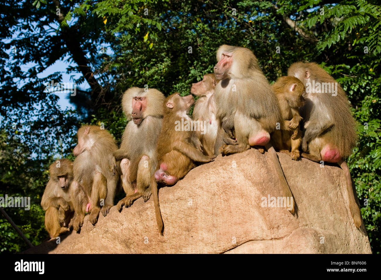 Baboon Group Stock Photos & Baboon Group Stock Images Alamy