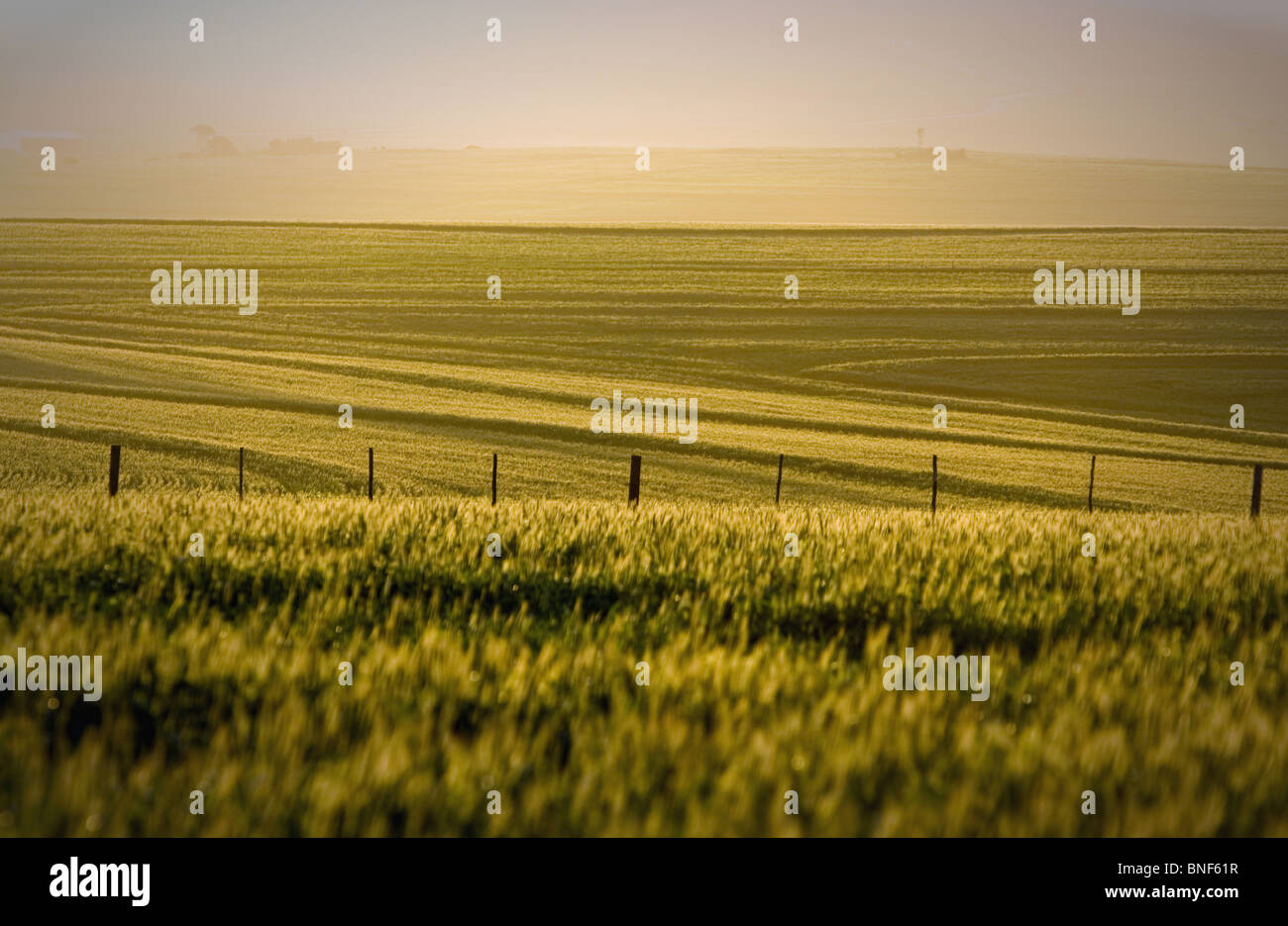 Distant wheatfields with misty background and fence, Durbanville, Western Cape Province, South Africa Stock Photo