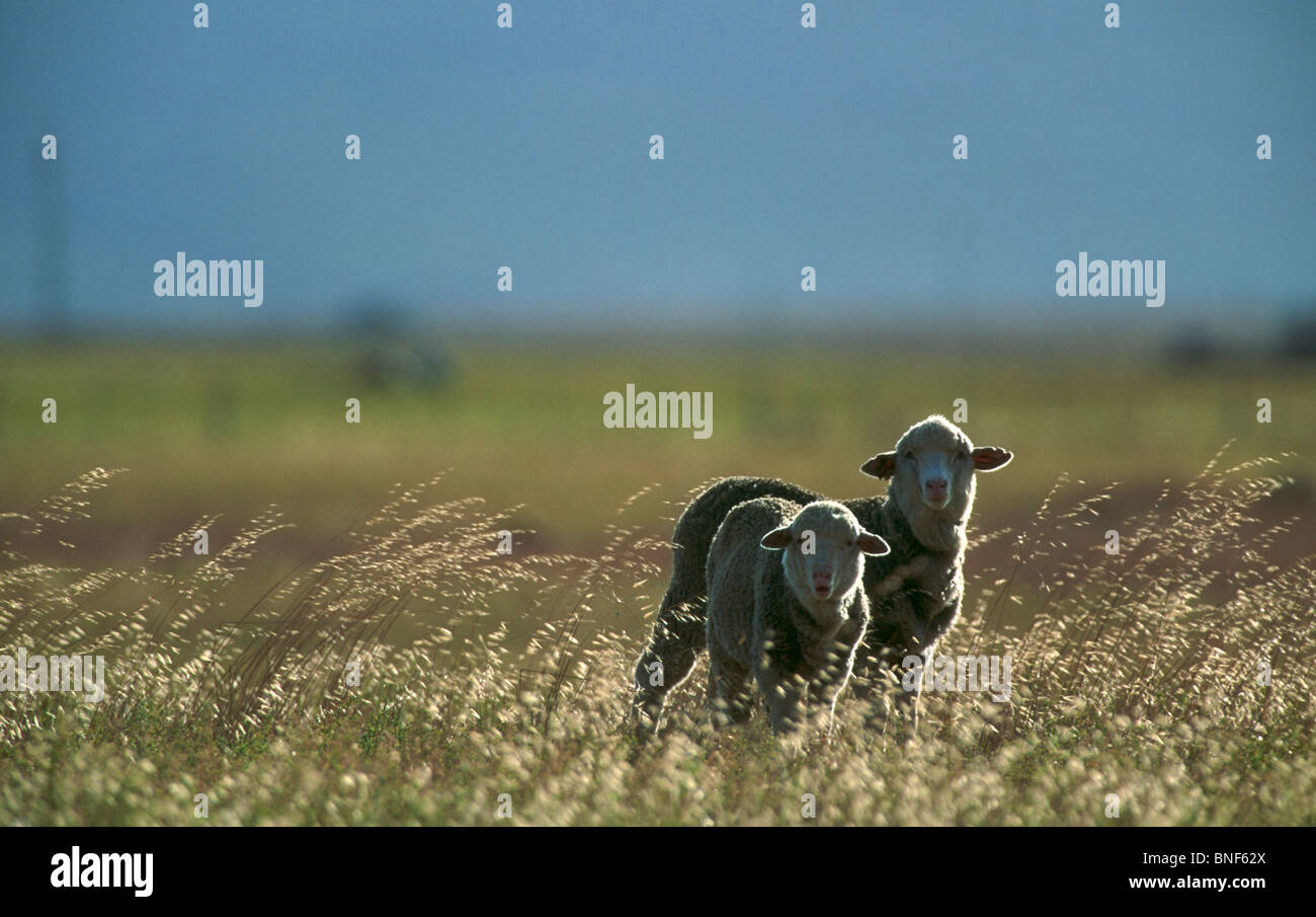 Side lit Domestic sheep (Ovis aries) in field, Oudtshoorn, Western Cape Province, South Africa Stock Photo