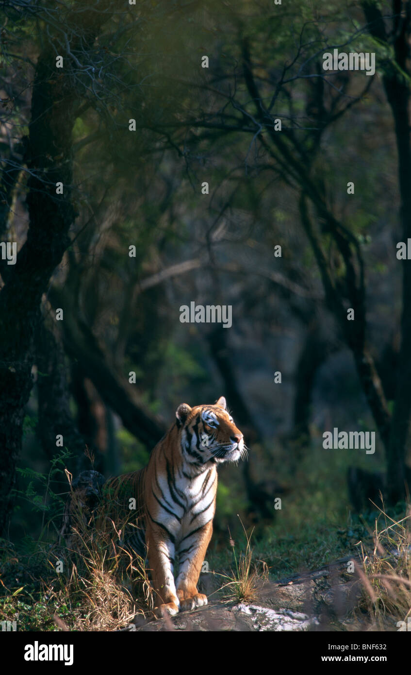 Distant view of a Tiger (Panthera tigris)  walking through trees, Pretoria Zoo, Gauteng Province, South Africa Stock Photo
