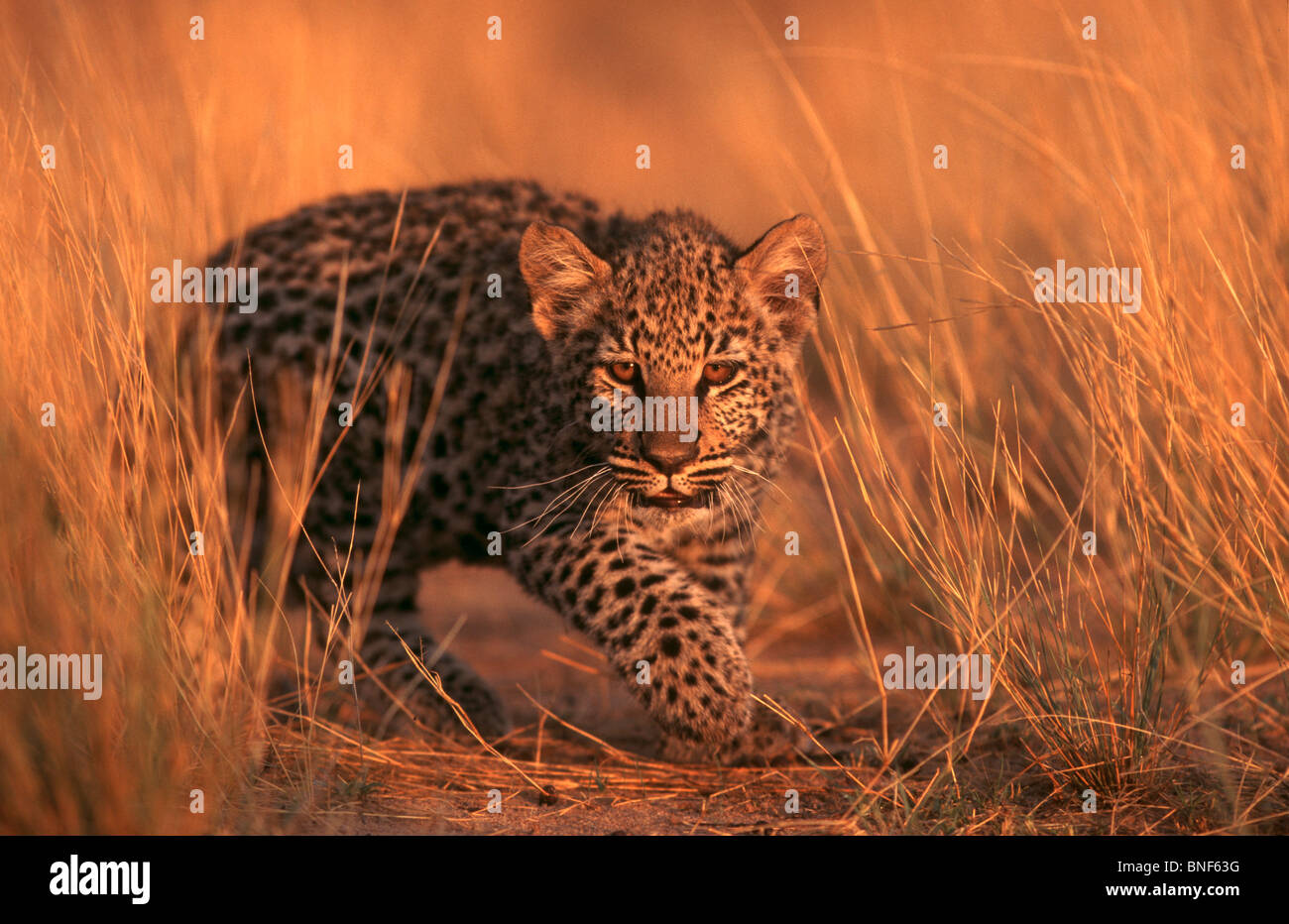 Young Leopard (Panthera pardus) hiding in grass, Namibia Stock Photo