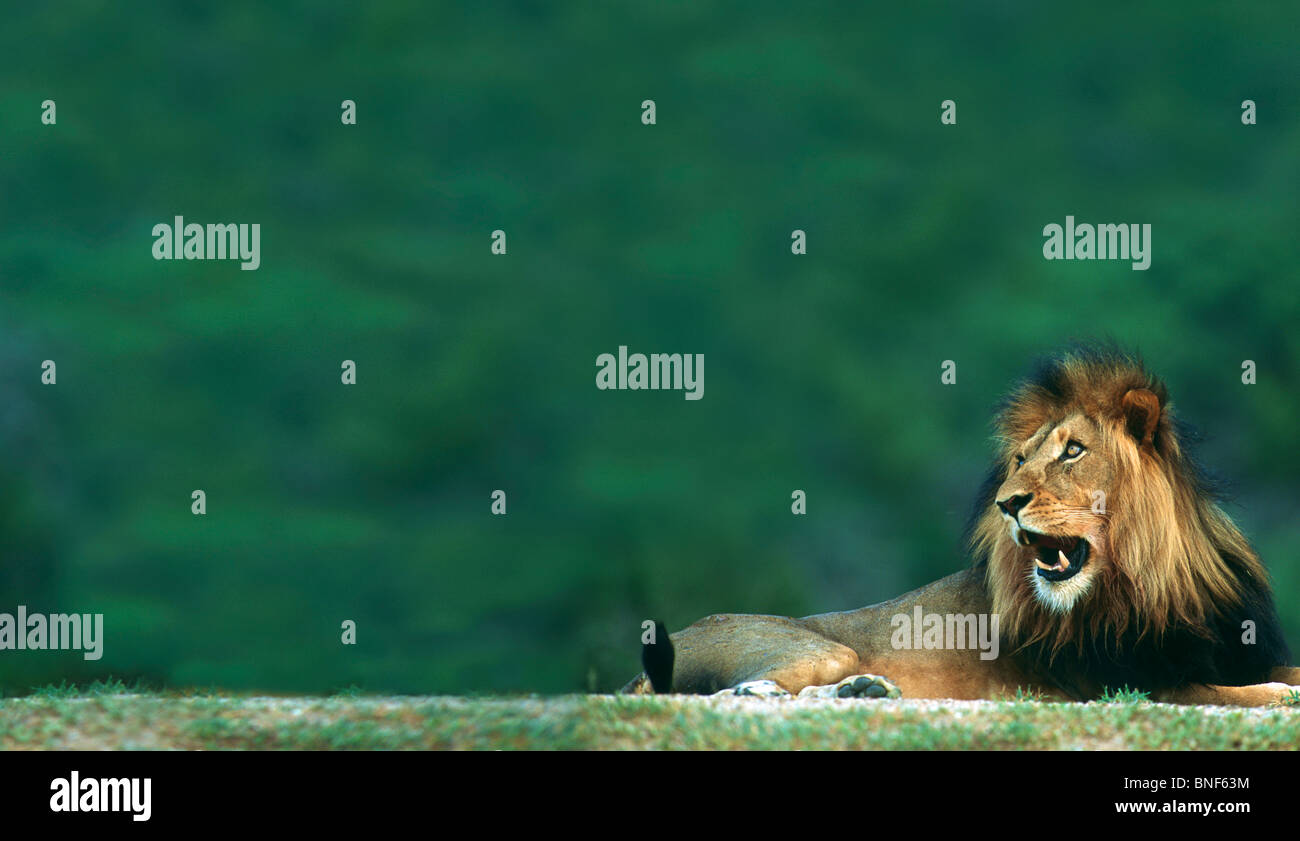 View of a Lion (Panthera leo) laying on the ground, Kruger National Park, Mpumalanga Province, South Africa Stock Photo