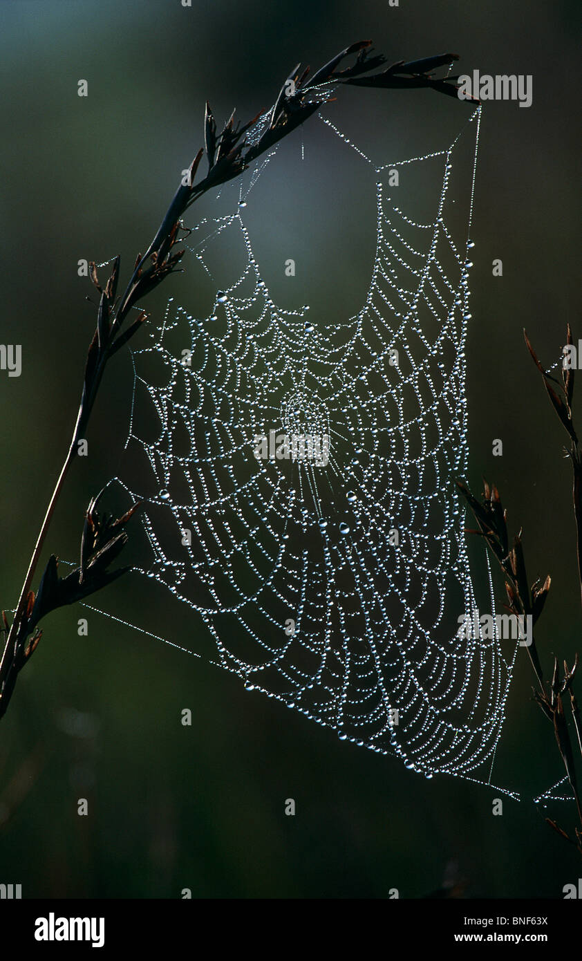 Spider web covered in dew hanging from grass, Midlands, KwaZulu-Natal Province, South Africa Stock Photo