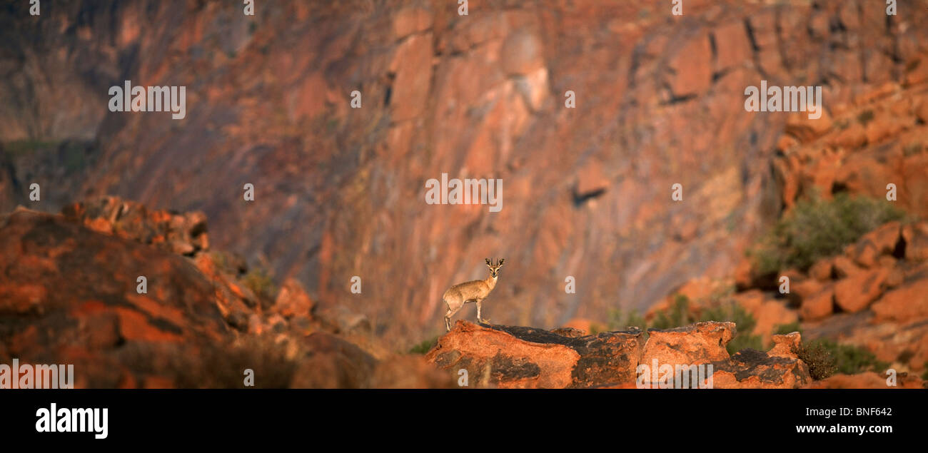 Distant view of Klipspringer (Oreotragus oreotragus) standing on rock, Karoo National Park, Western Cape Province, South Africa Stock Photo