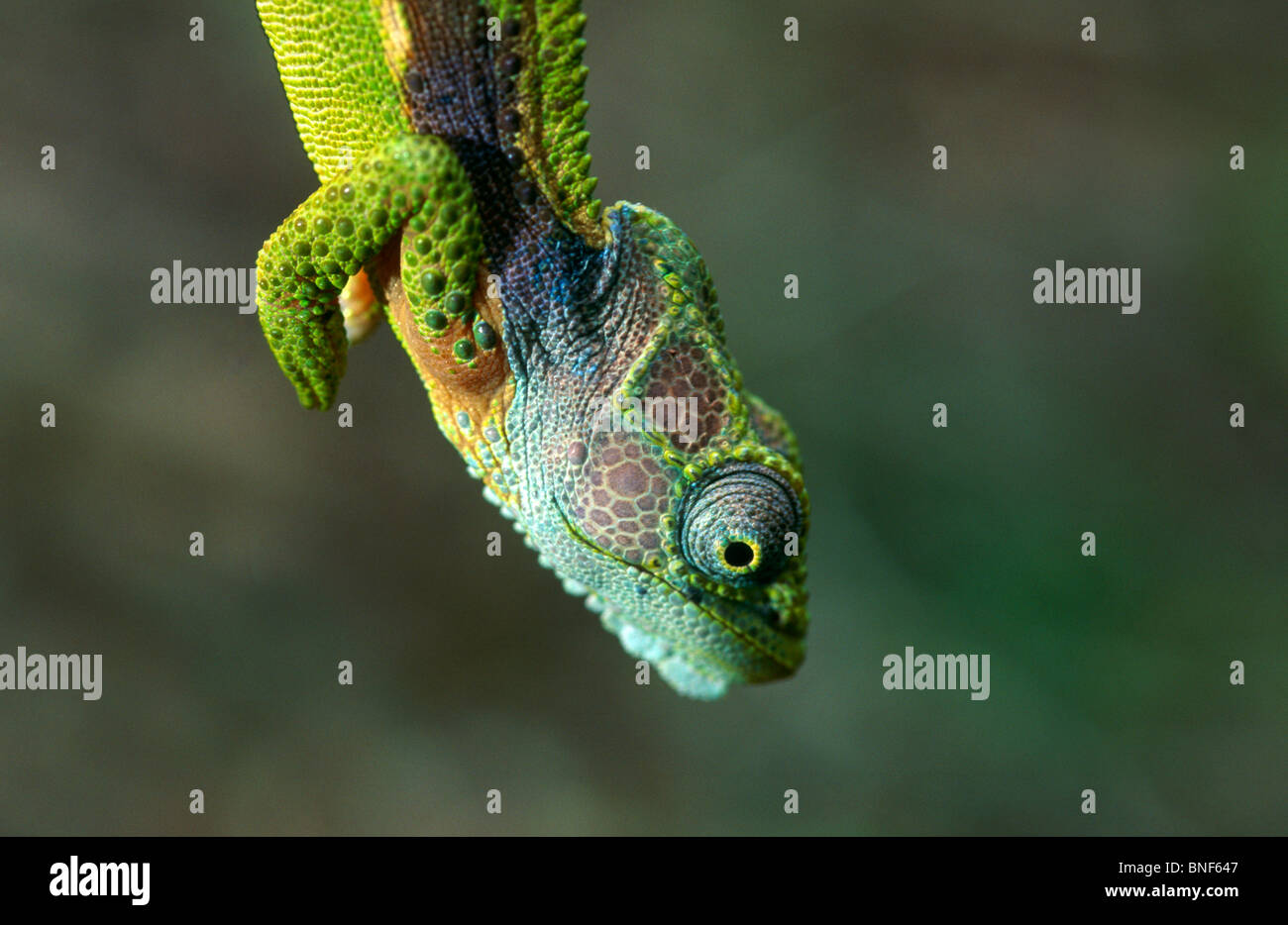 Close up view of a Southern Dwarf Chameleon (Bradypodian ventrale),Tsitsikamma National Park Eastern Cape Province South Africa Stock Photo