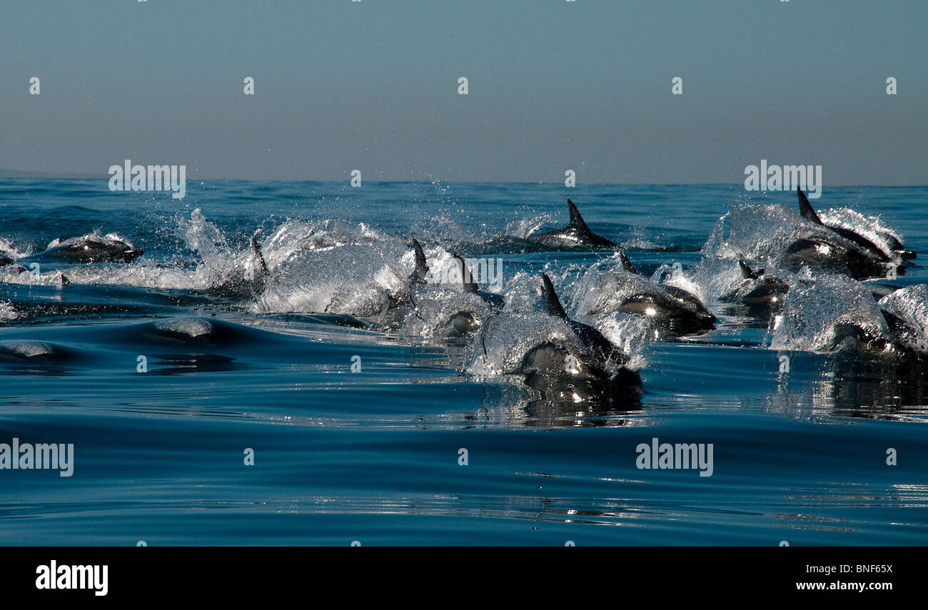 Long-beaked Common Dolphin (Delphinus capensis) pod in sea, Eastern Cape Province, South Africa Stock Photo