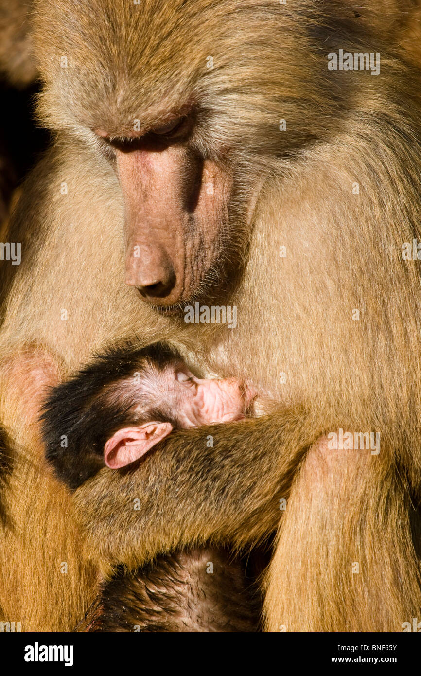 hamadryas baboon, sacred baboon (Papio hamadryas), infant sleeping in the arms of its mother Stock Photo