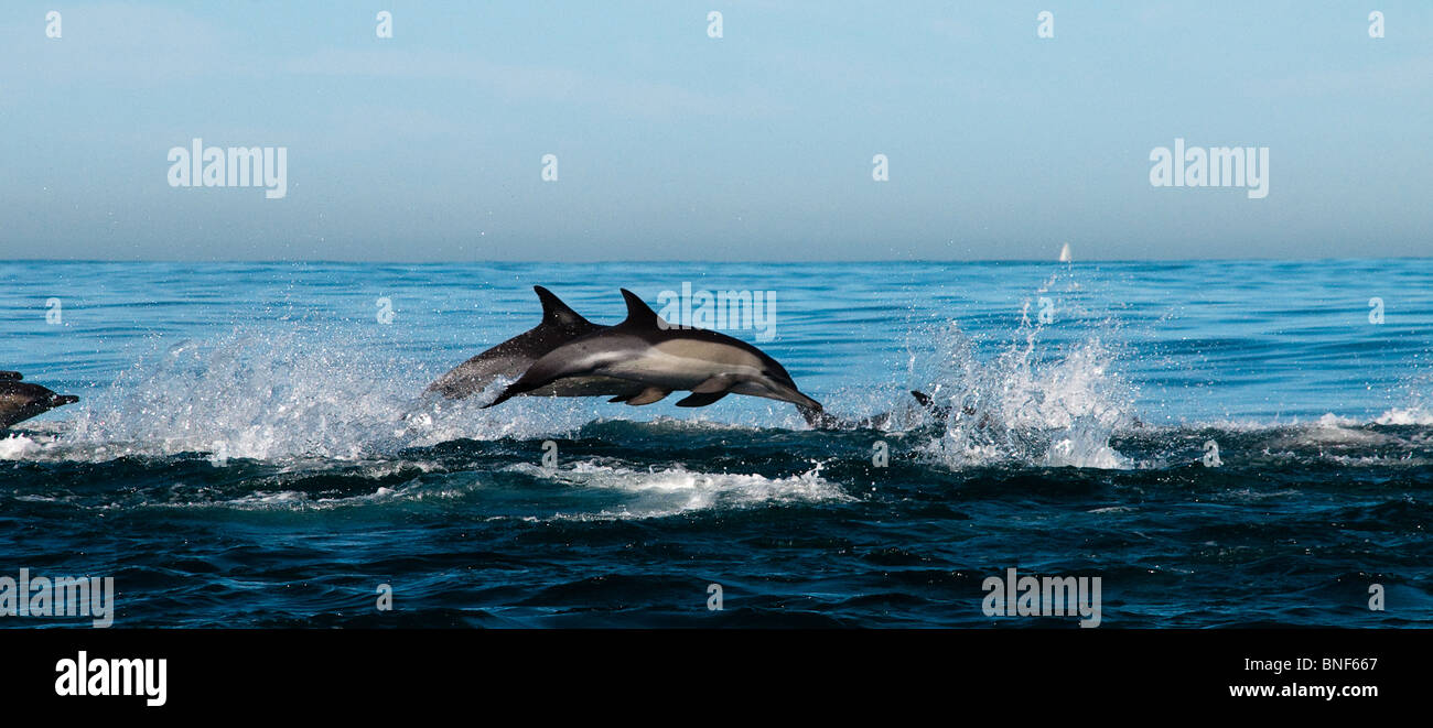 Longbeaked Common Dolphin (Delphinus capensis) breaching in sea