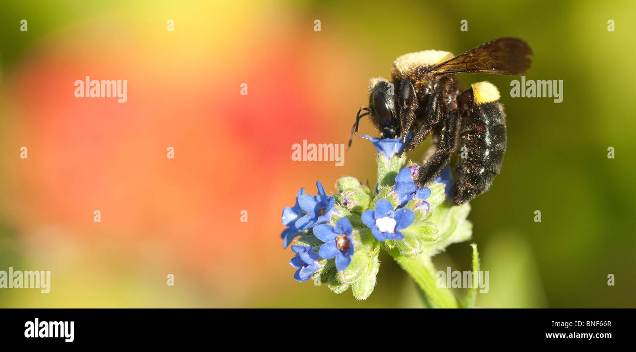 Female carpenter bee collecting pollen from flowers Stock Photo