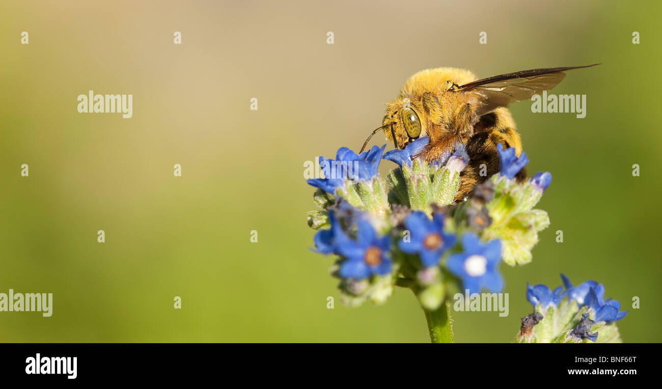 Male carpenter bee collecting pollen from flowers Stock Photo