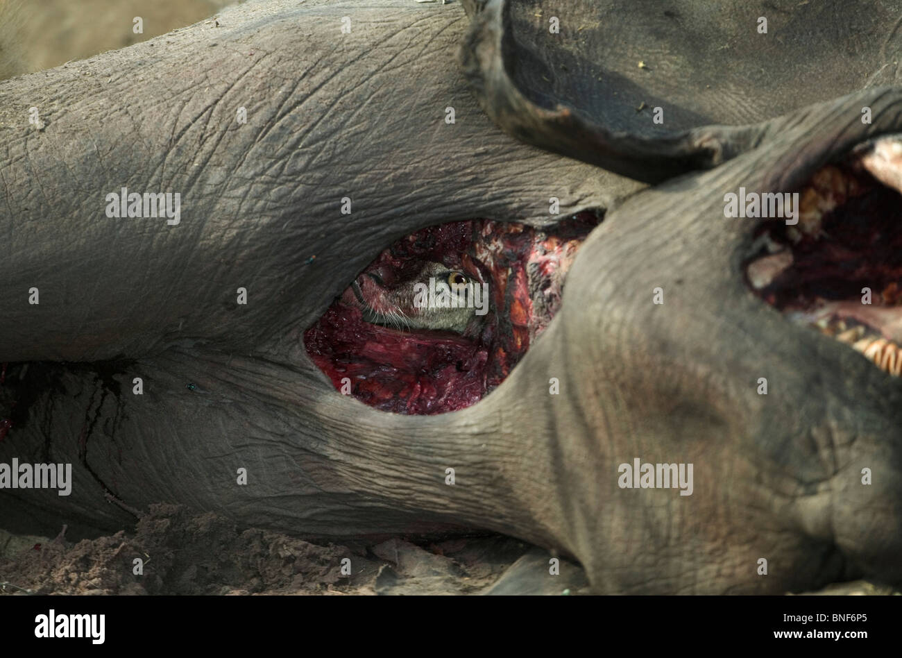 Eye of a lion peering out from the insides of a dead elephant Savuti Botswana Stock Photo