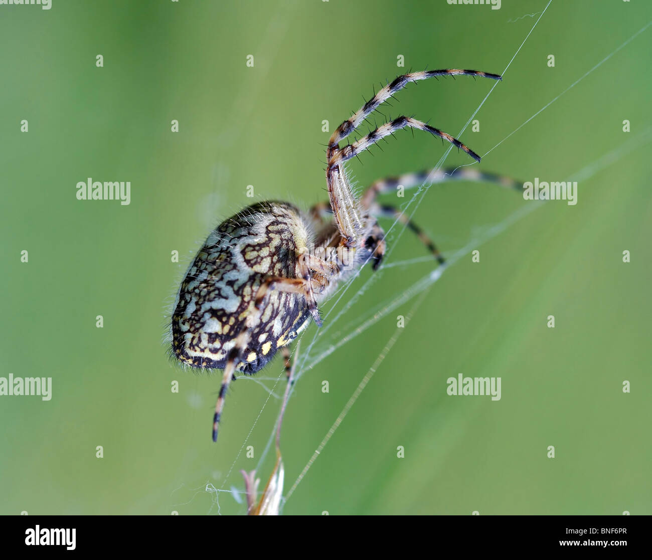 cross spider Stock Photo