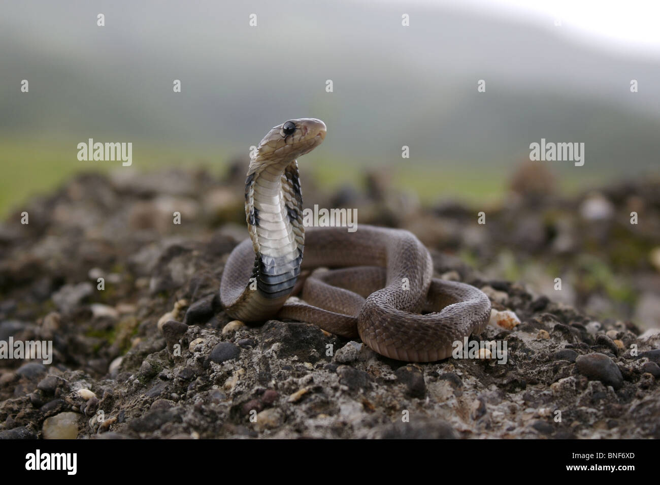 Juvenile of Indian Spectacled Cobra (Naja naja) Naja naja is a species of venomous snake. Stock Photo