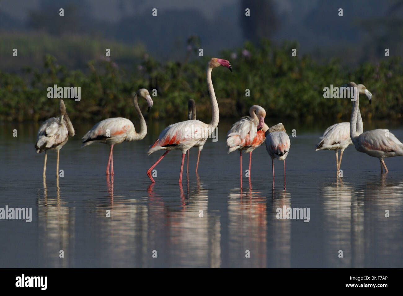 Greater Flamingo (Phoenicopterus roseus) most widespread species of the flamingo family. It is found in parts of Africa, souther Stock Photo