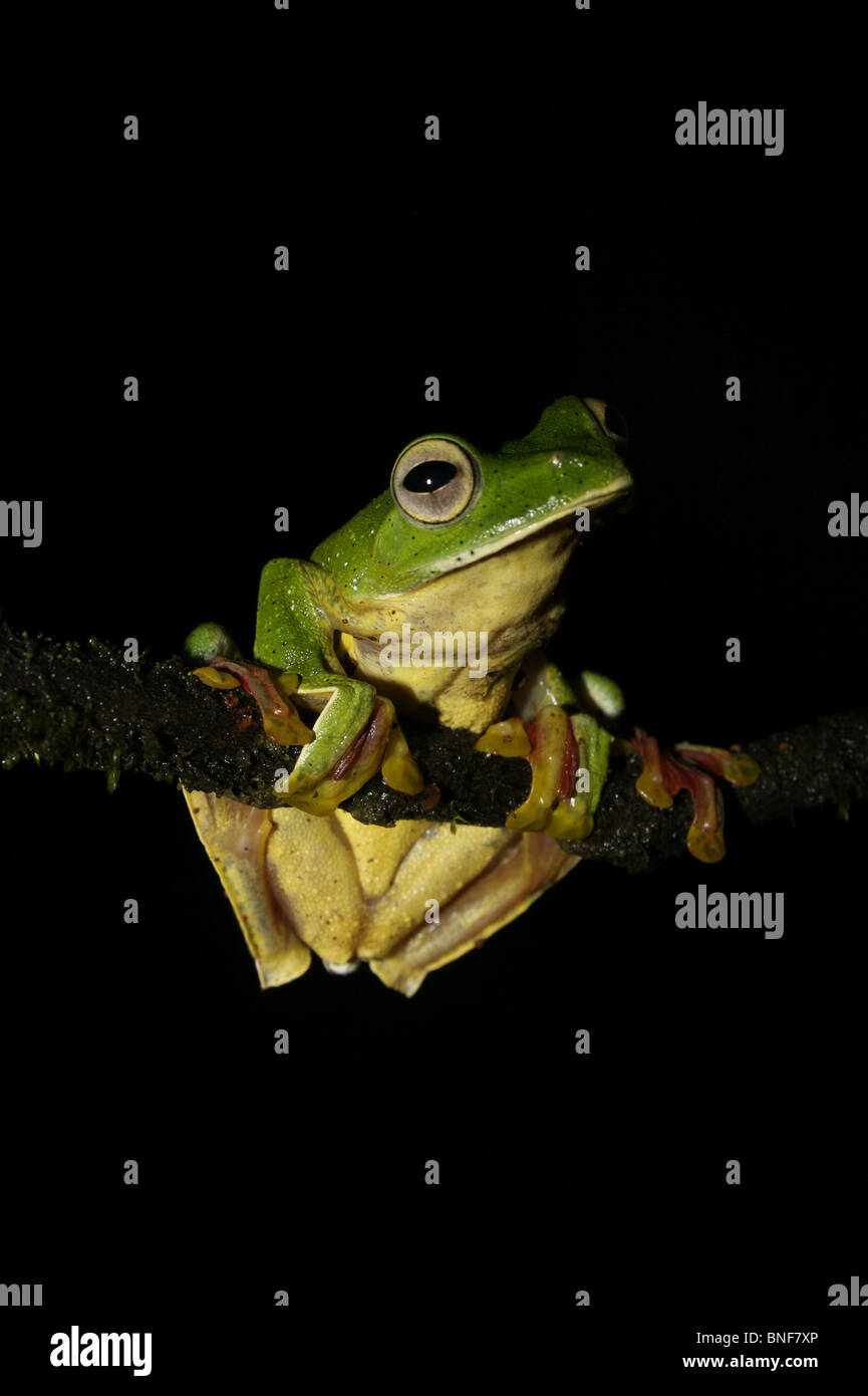 Malabar gliding frog rhacophorus malabaricus hi-res stock photography ...