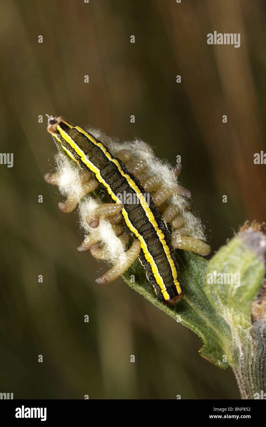 Broom moth, Melanchra pisi caterpillar parasitised by ichneumon maggots  Stock Photo - Alamy