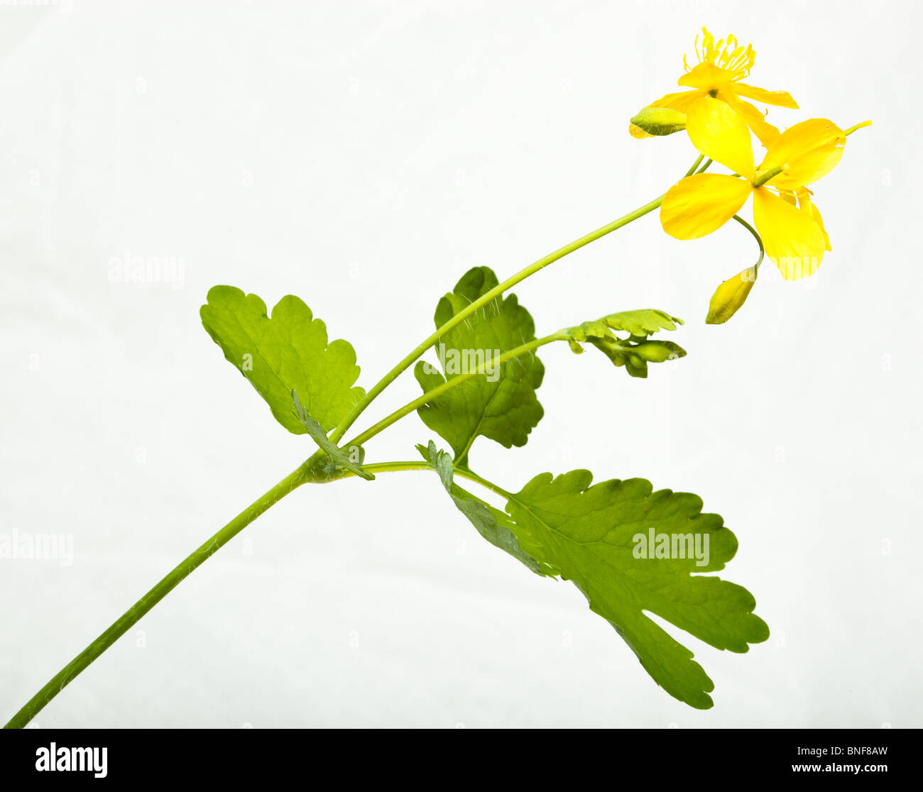 Chelidonium majus, greater Celandine, wartwort, tetterwort. Flowers in studio against a white background. Stock Photo