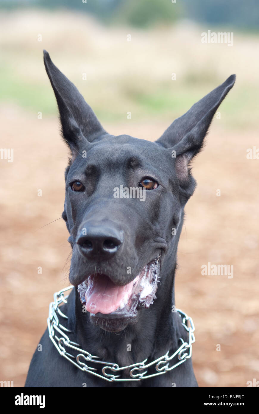 A black great dane head wearing a pinch collar Stock Photo