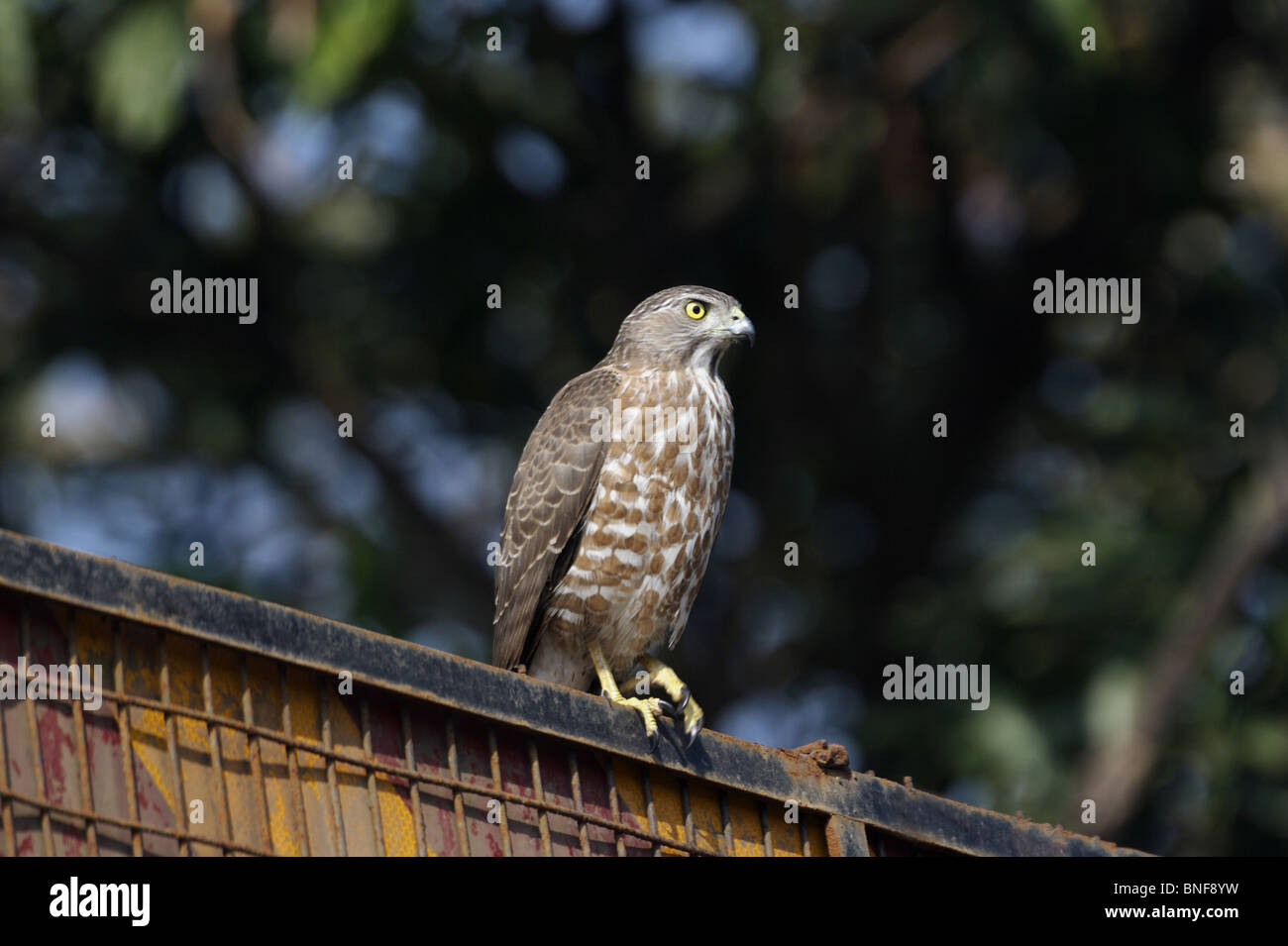 Shikra or Little Banded Goshawk (Accipiter badius) small bird of prey. The adult Shikra has pale grey upperparts and is white, Stock Photo