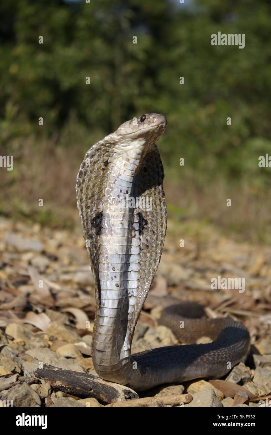 SPECTACLED COBRA. Naja naja. Venomous, common. Naja naja is a species