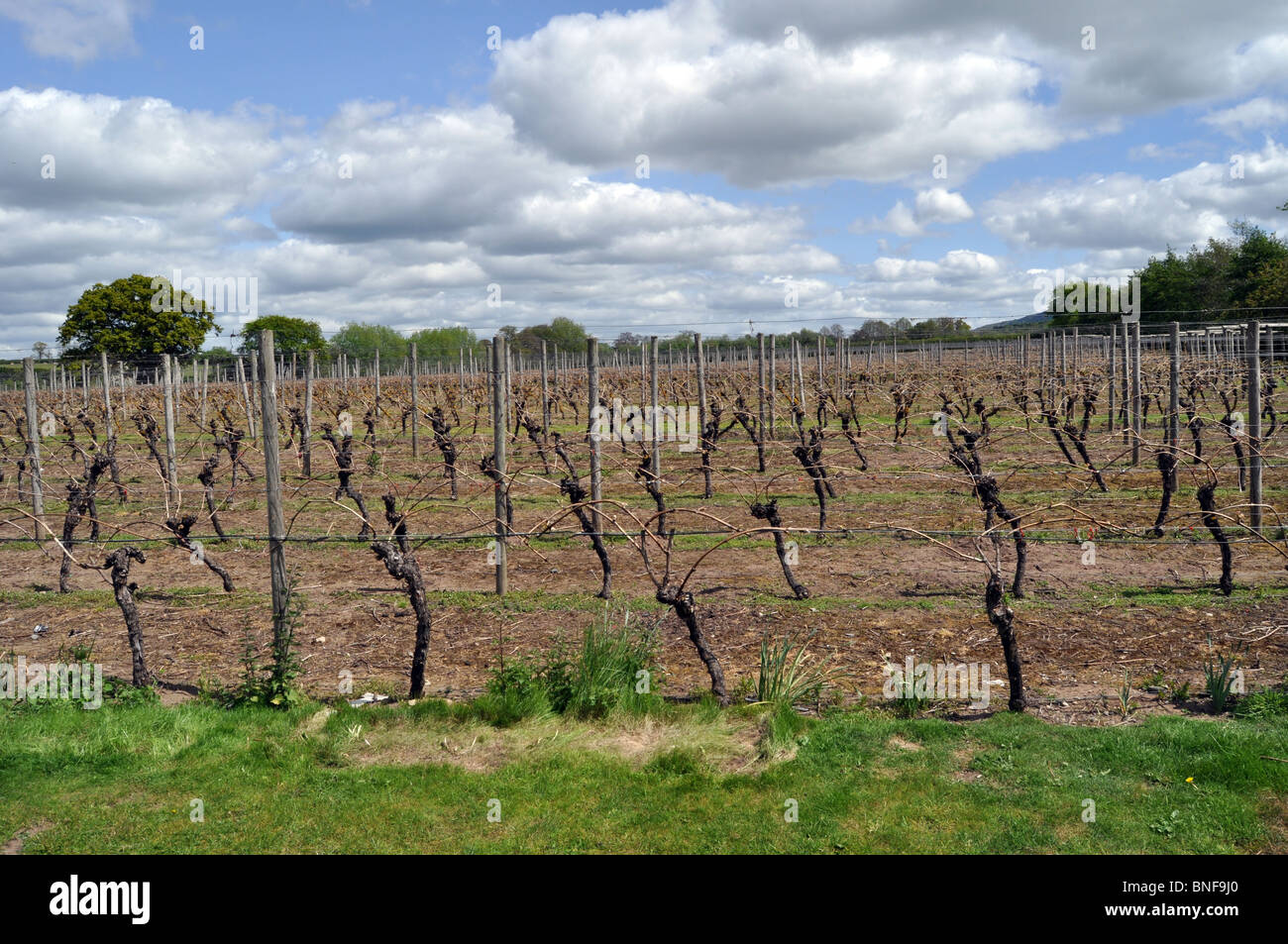 Wroxeter vineyard hires stock photography and images Alamy