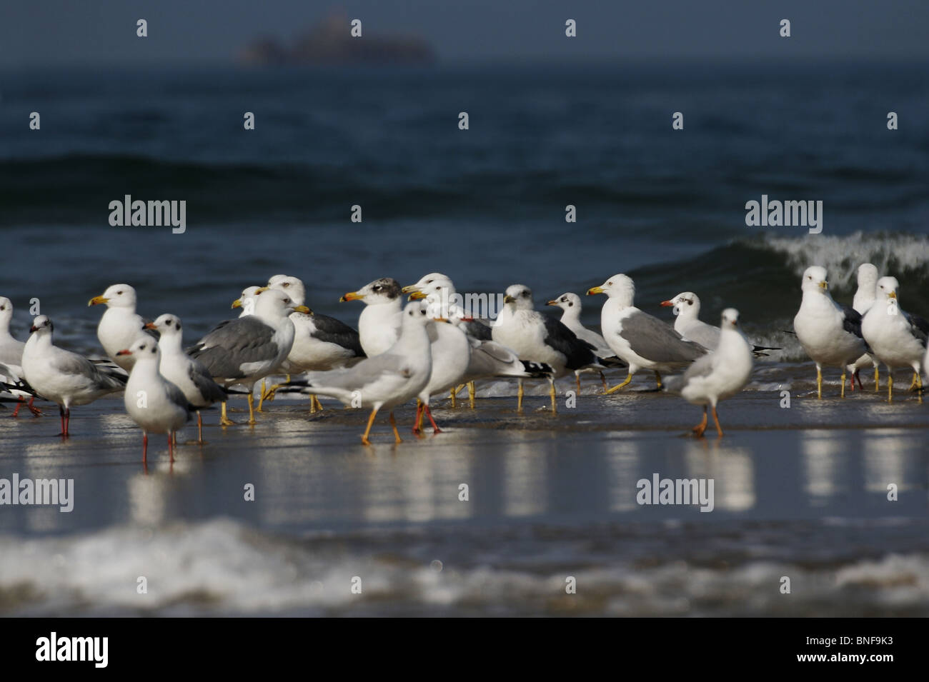 Party of sea-gulls. They are typically grey or white, often with black markings on the head or wings. Common gull, Larus canus Stock Photo