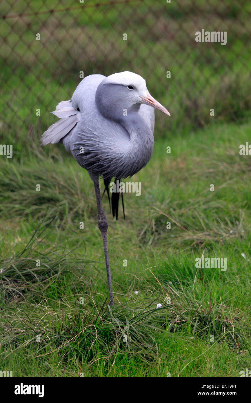 Crane bird standing on one leg hires stock photography and images Alamy
