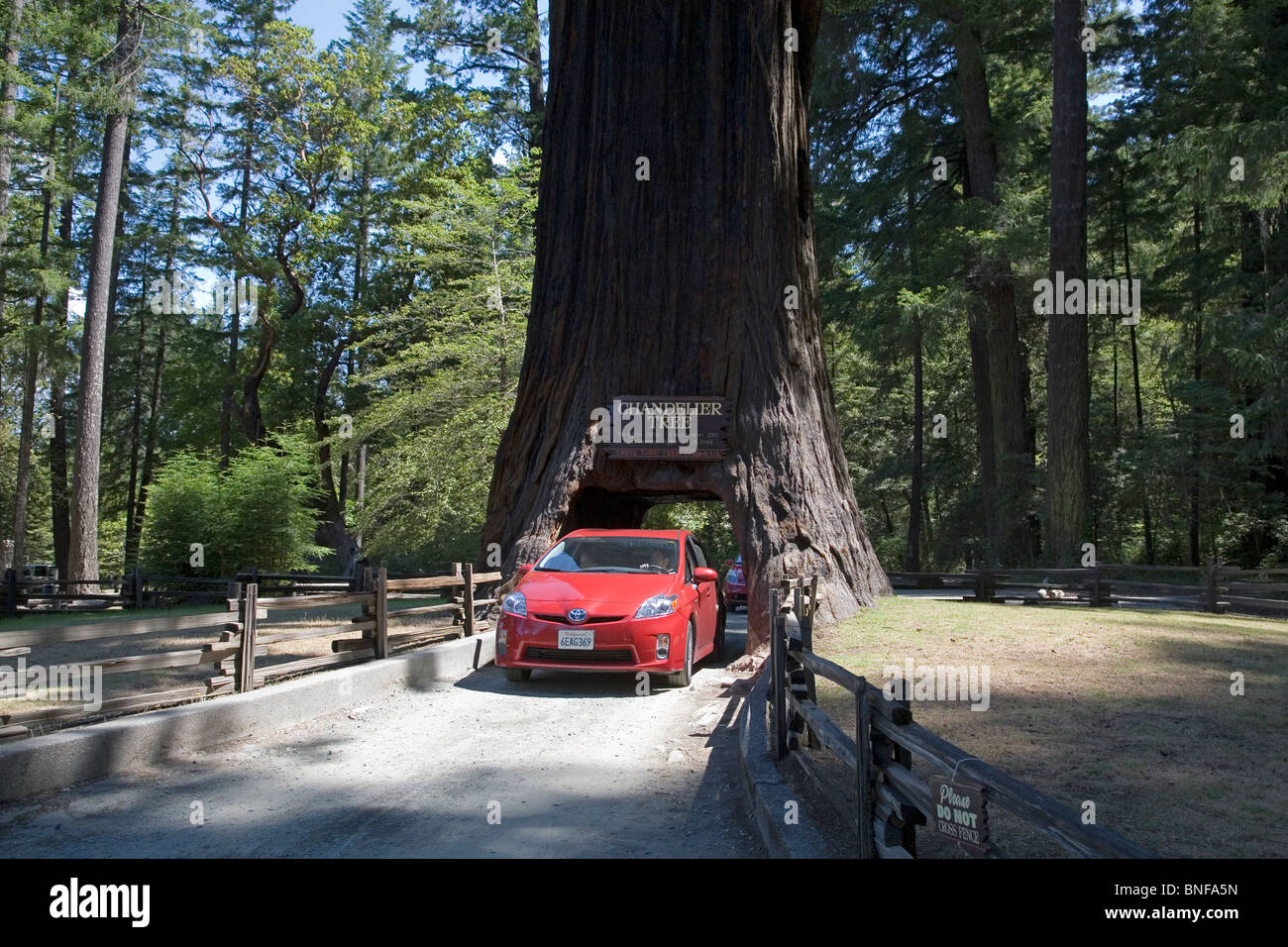 A car driving through the Chandler Tree, a drive through redwood tree in the Redwoods of