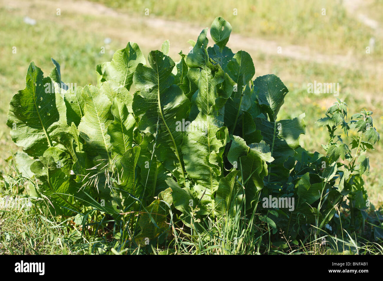 Cochlearia armoracia, Horseradish in a wild nature Stock Photo Alamy