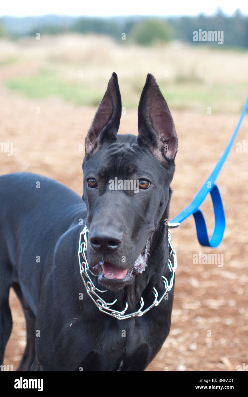 A black great dane head wearing a pinch collar Stock Photo