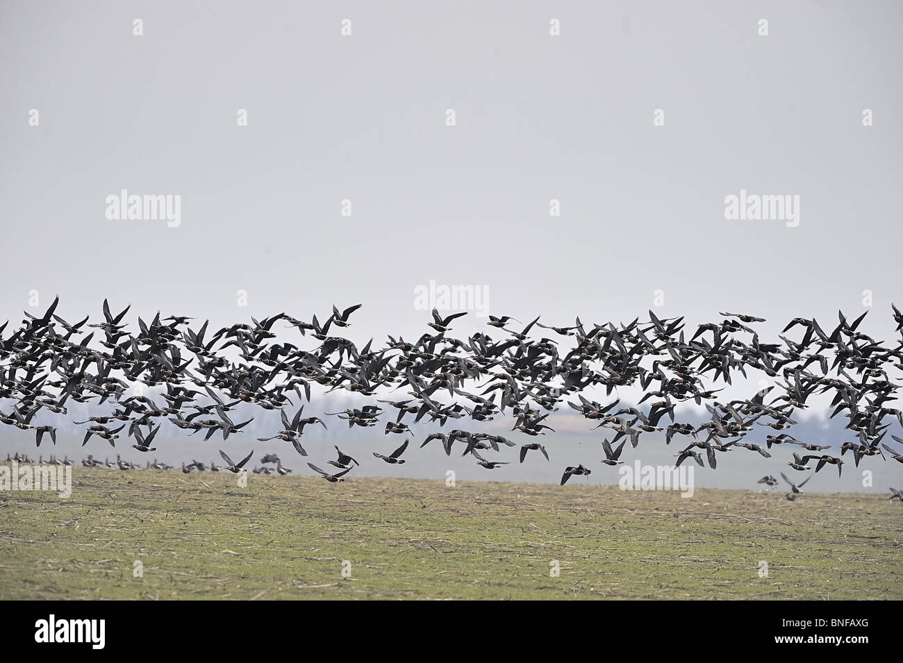 Flock of Red breasted geese (Branta ruficolis) in flight in winter Stock Photo