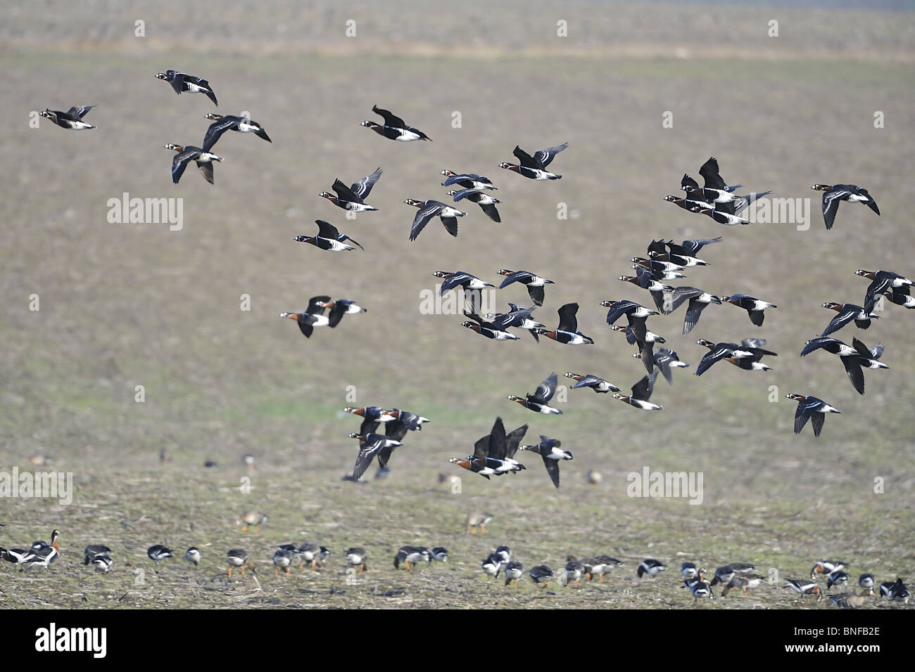 Flock of Red breasted geese (Branta ruficolis) in flight in winter Stock Photo