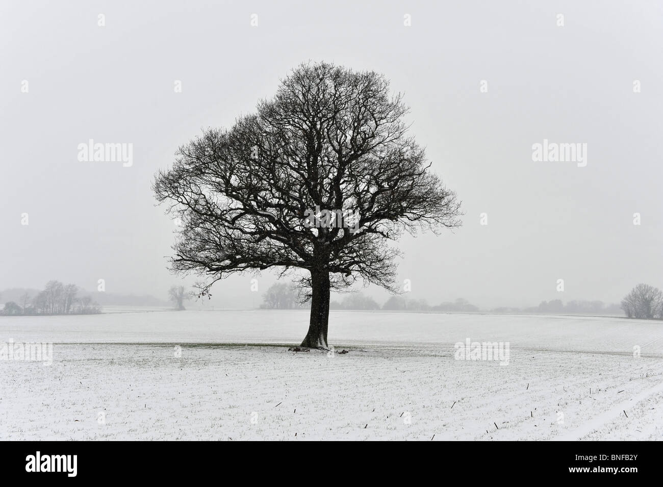 Image of a single oak tree standing in the centre of a field during a snow storm Stock Photo