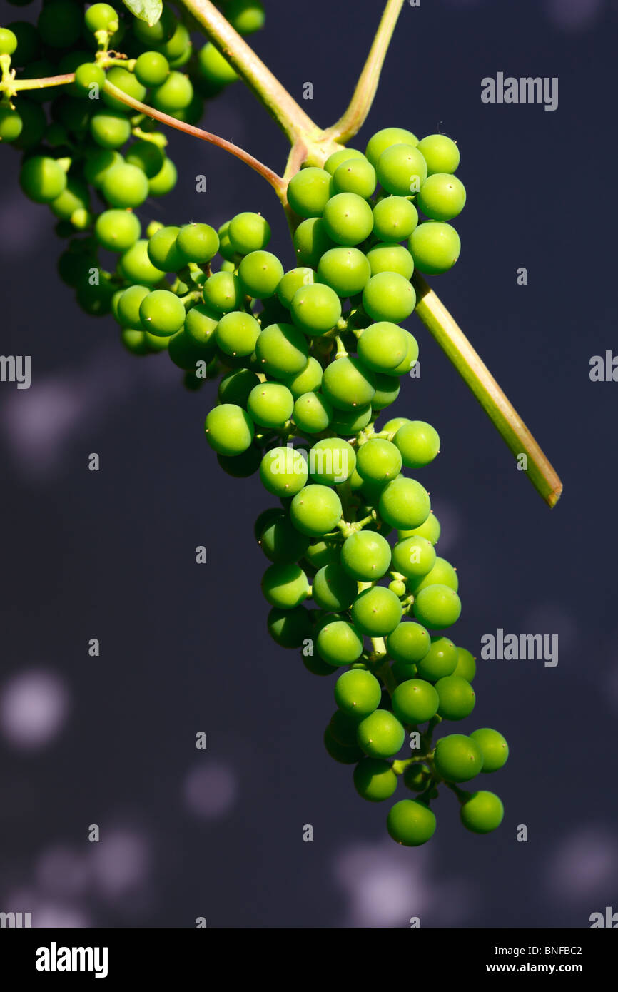 Vitis vinifera, Common Grape Vine. Green fruits. Stock Photo