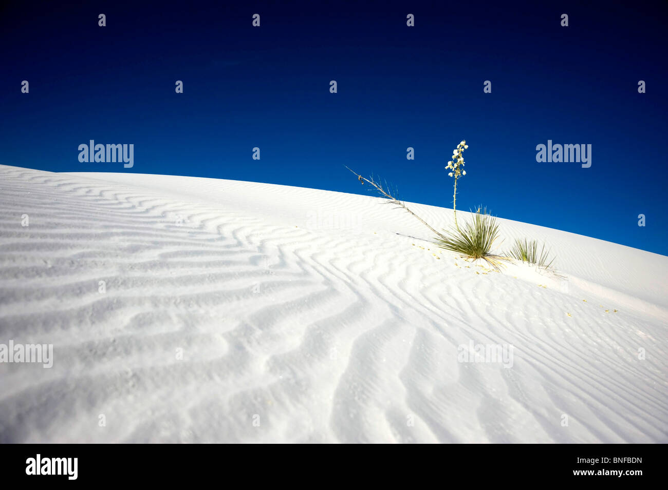 A lone yucca at White Sands National Monument, New Mexico Stock Photo
