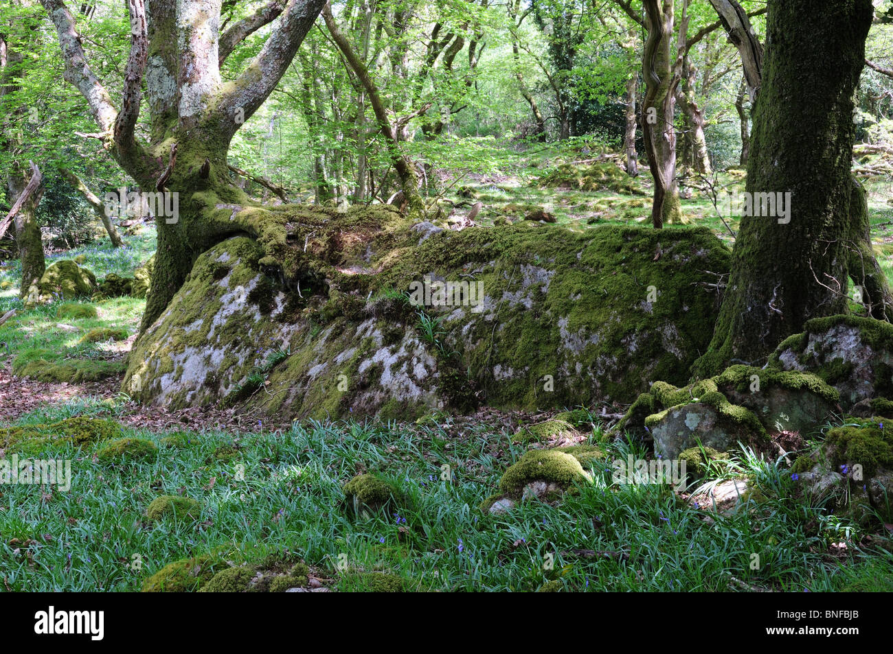Roots growing into rock hi-res stock photography and images - Alamy