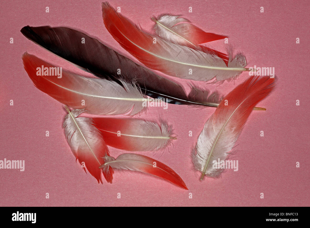 Greater Flamingo feathers and one Eurasian Jay feather on pink background Stock Photo