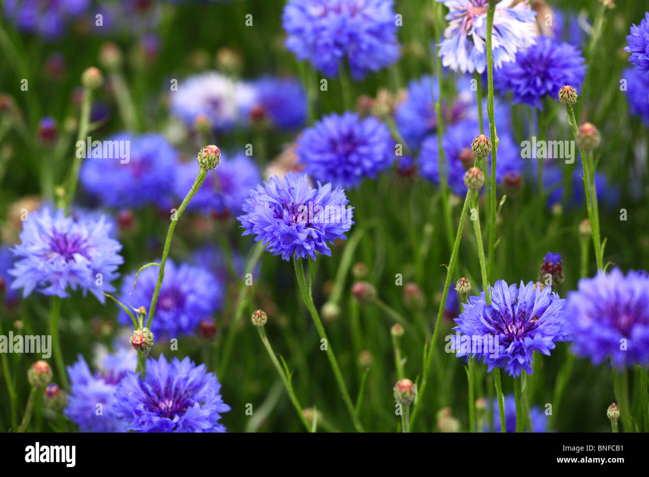 The cornflower Centaurea cyanus Stock Photo