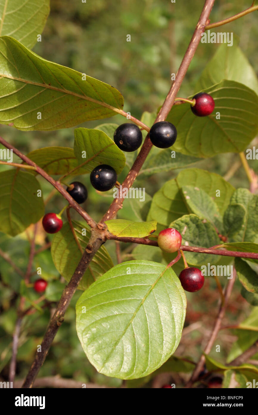 Alder Buckthorn, Black Dogwood (Frangula alnus : Rhamnaceae) in fruit, UK. Stock Photo