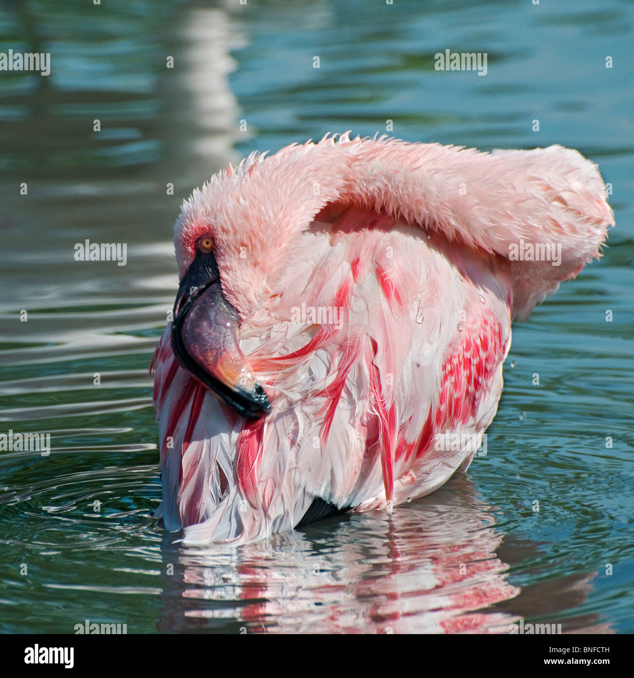 A Lesser Flamingo bathing Stock Photo