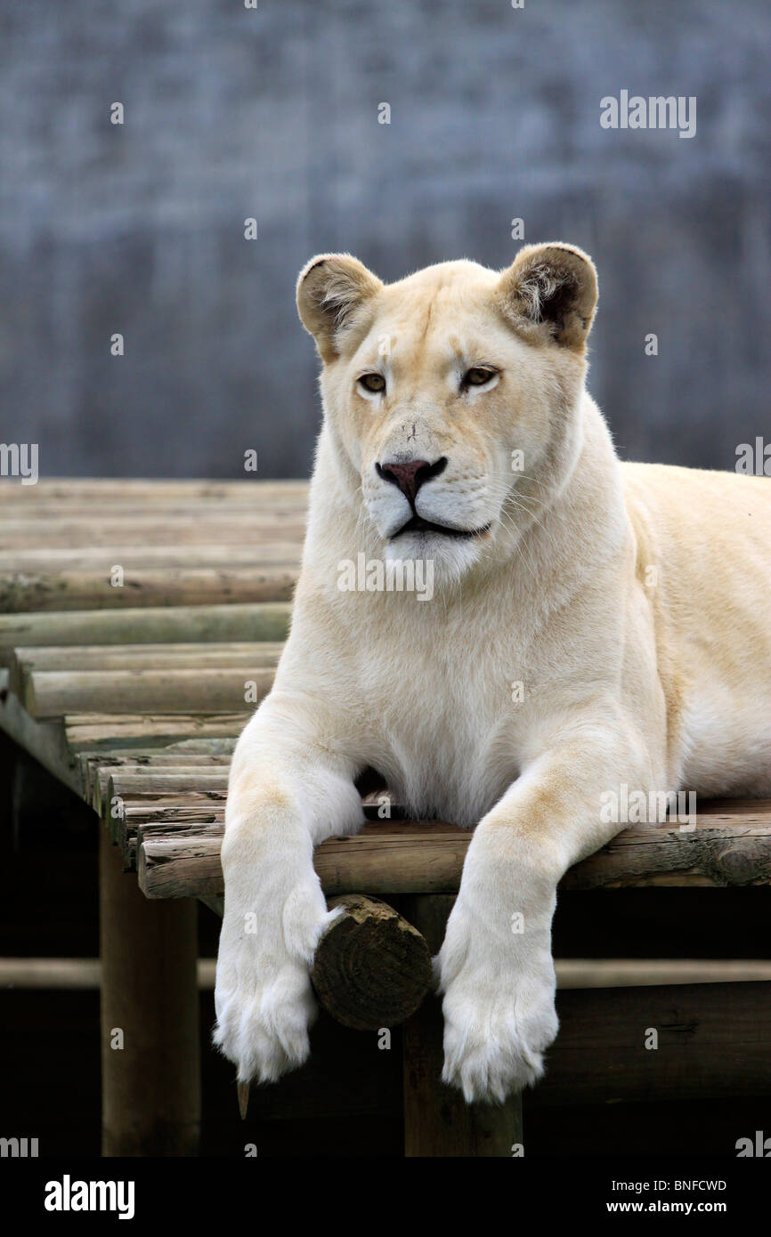 White lioness, Panthera leo krugeri in Tygerberg Zoo near Cape Town. Stock Photo