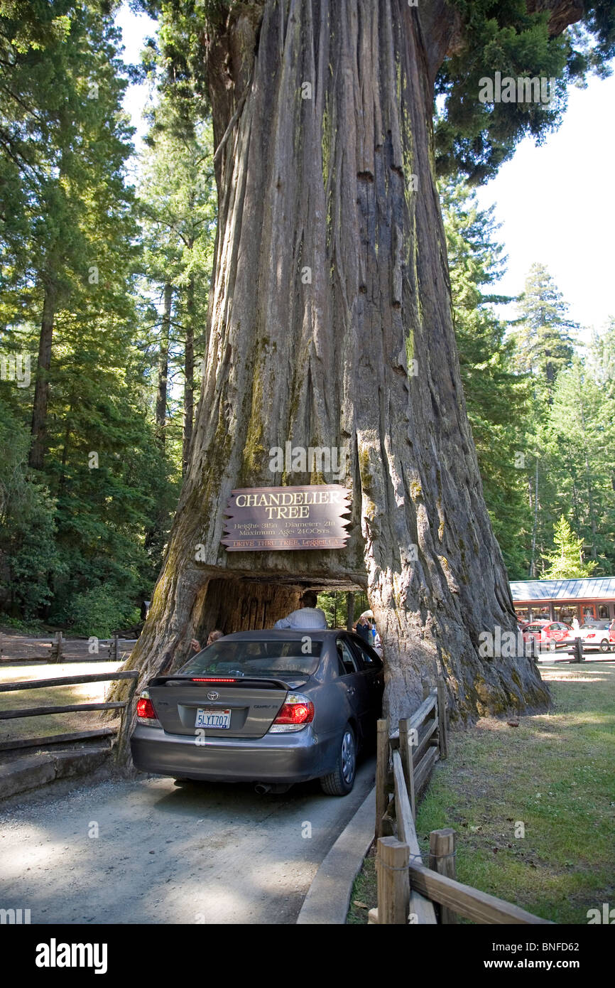 A car drives through the Chandler Tree, a giant redwood tree near the Avenue Of The Giants in northern California Stock Photo