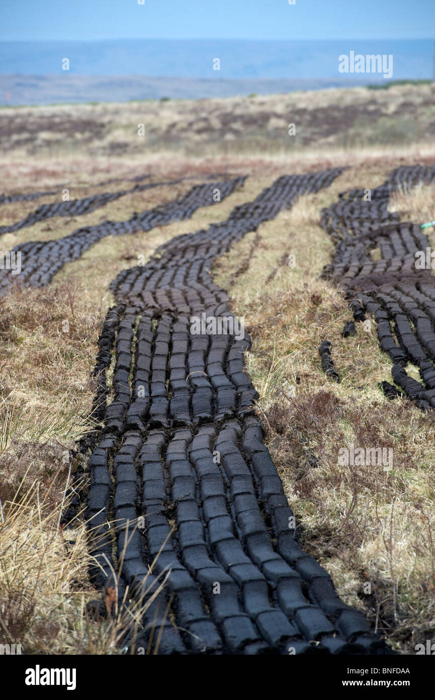 Machine cut turf drying in a bog in Mayo Ireland Stock Photo