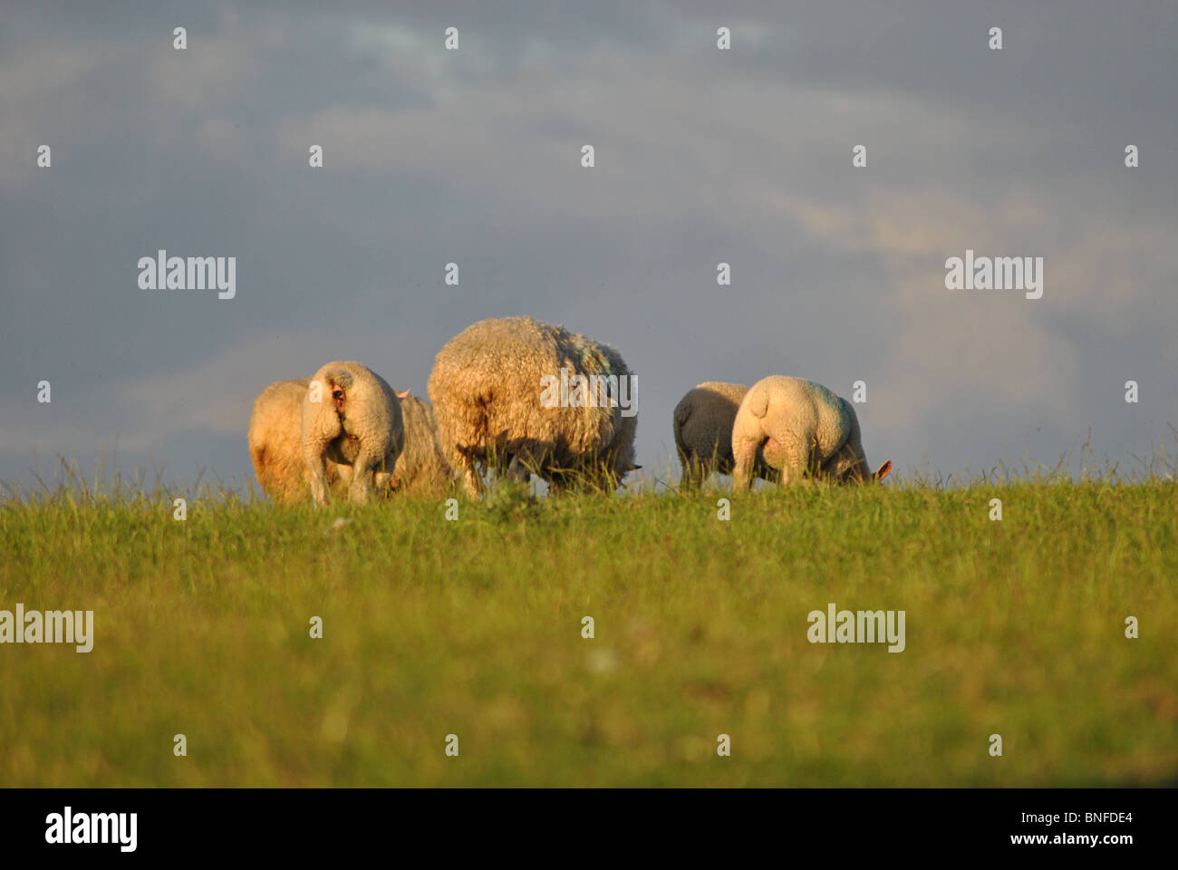 Sheep in a field on a stormy evening, Marshwood Vale, Dorset, England Stock Photo