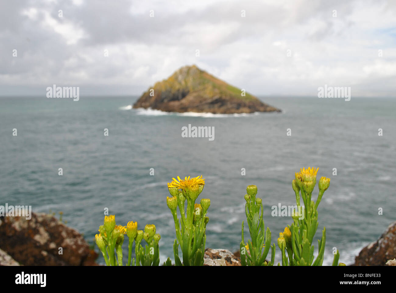 Yellow flowers growing on a rgged stretch of the Cornish coastline, England Stock Photo